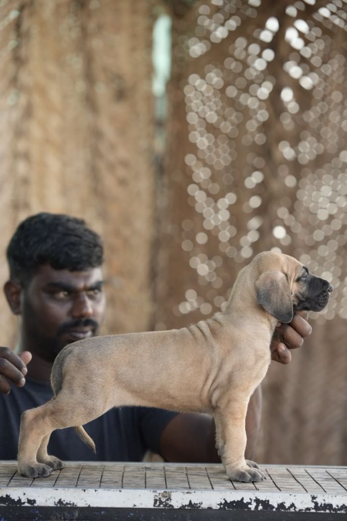 DogsIndia.com - Great Dane - Balken Kennels