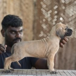 DogsIndia.com - Great Dane - Balken Kennels