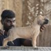 DogsIndia.com - Great Dane - Balken Kennels
