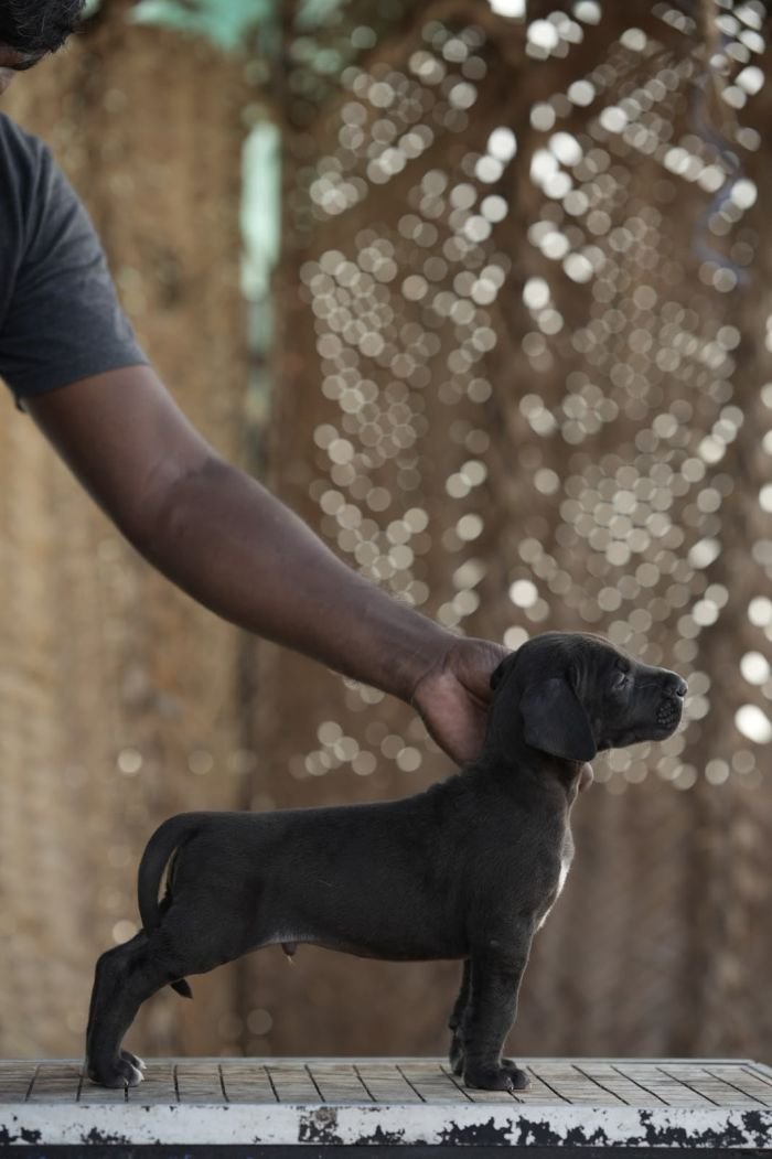 DogsIndia.com - Great Dane - Balken Kennels