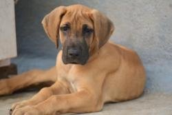 DogsIndia.com - Great Dane - Big Ben - Sharma Ramesh
