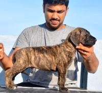 DogsIndia.com - Great Dane - Big Ben - Sharma Ramesh
