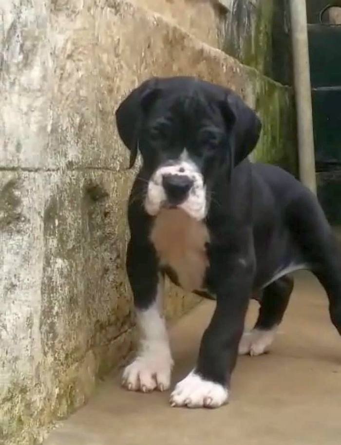 DogsIndia.com - Great Dane - Catalogue Kennel
