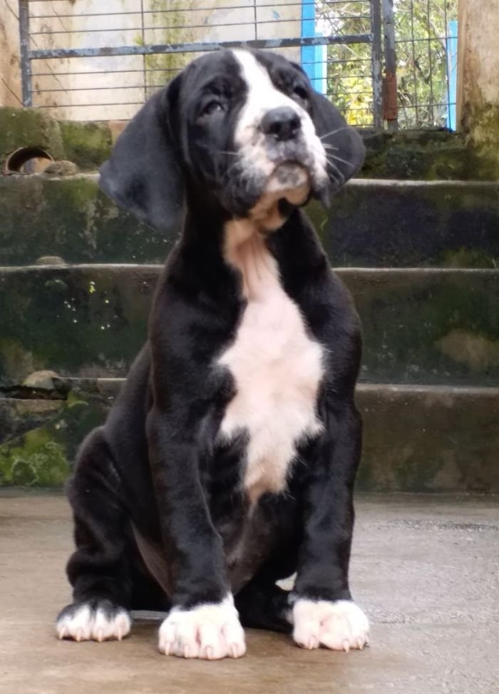 DogsIndia.com - Great Dane - Catalogue Kennel
