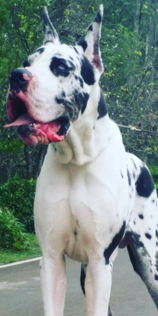 DogsIndia.com - Great Dane - Catalogue Kennel