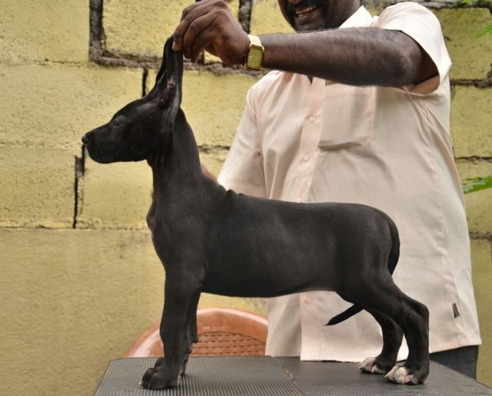 DogsIndia.com - Great Dane - Dane Vision - Vinoth
