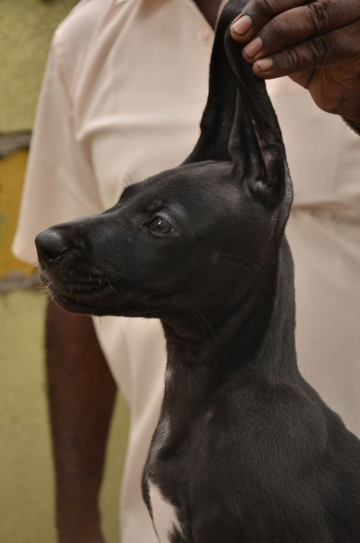 DogsIndia.com - Great Dane - Dane Vision - Vinoth