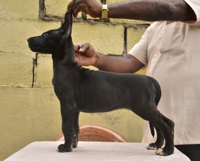 DogsIndia.com - Great Dane - Dane Vision - Vinoth
