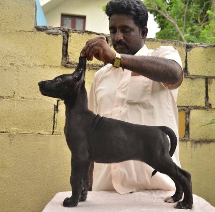 DogsIndia.com - Great Dane - Dane Vision - Vinoth