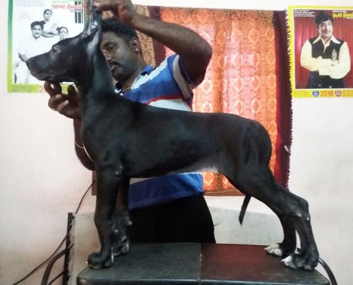 DogsIndia.com - Great Dane - Dane Vision - Vinoth