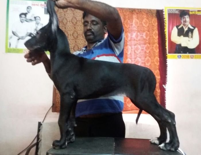 DogsIndia.com - Great Dane - Dane Vision - Vinoth