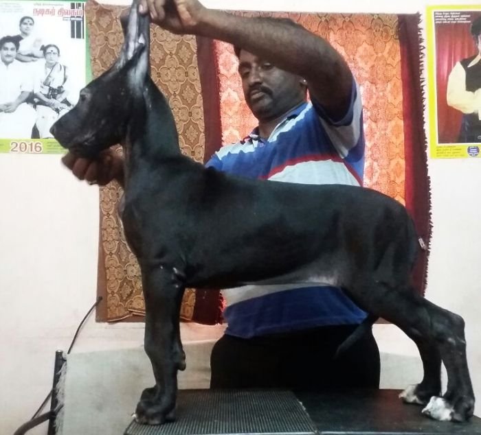 DogsIndia.com - Great Dane - Dane Vision - Vinoth
