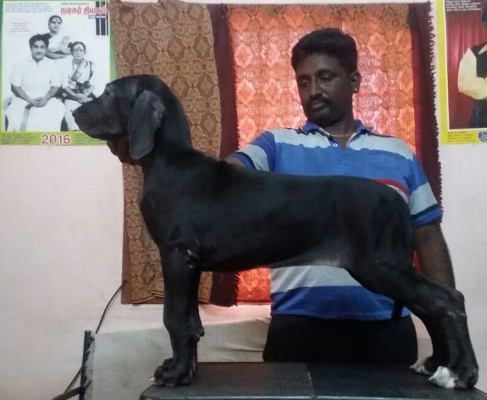 DogsIndia.com - Great Dane - Dane Vision - Vinoth