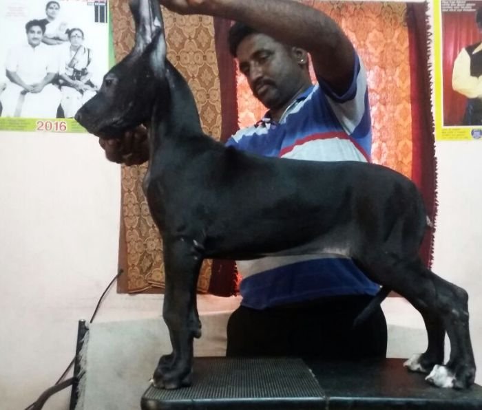 DogsIndia.com - Great Dane - Dane Vision - Vinoth
