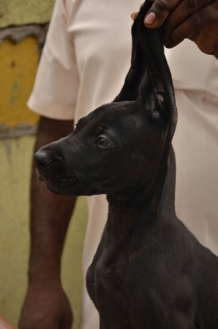 DogsIndia.com - Great Dane - Dane Vision - Vinoth