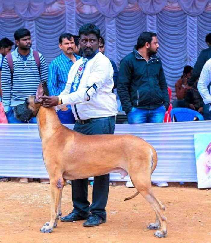 DogsIndia.com - Great Dane - Dane Vision - Vinoth