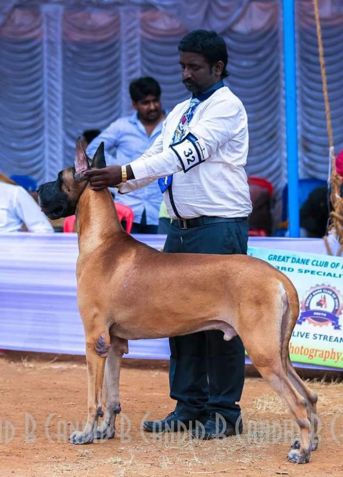 DogsIndia.com - Great Dane - Dane Vision - Vinoth