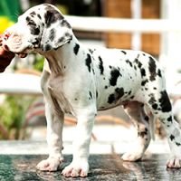 DogsIndia.com - Great Dane - Dvijatman Kennels