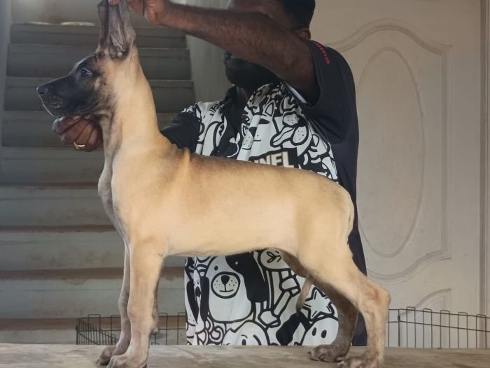 DogsIndia.com - Great Dane - Faithrot Kennels - Dr. Andrew