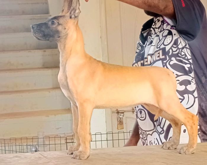 DogsIndia.com - Great Dane - Faithrot Kennels - Dr. Andrew