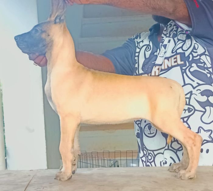 DogsIndia.com - Great Dane - Faithrot Kennels - Dr. Andrew