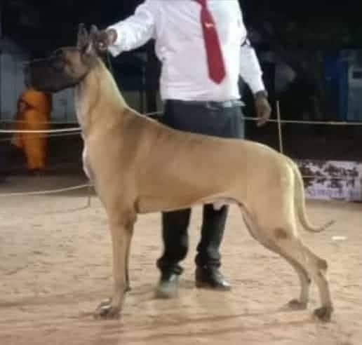 DogsIndia.com - Great Dane - Faithtrot - Dr. Andrew