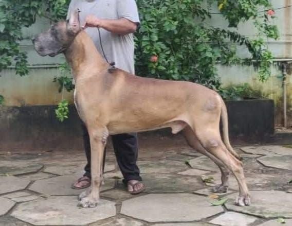DogsIndia.com - Great Dane - Faithtrot - Dr. Andrew