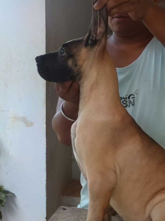 DogsIndia.com - Great Dane - Faithrot Kennels - Dr. Andrew