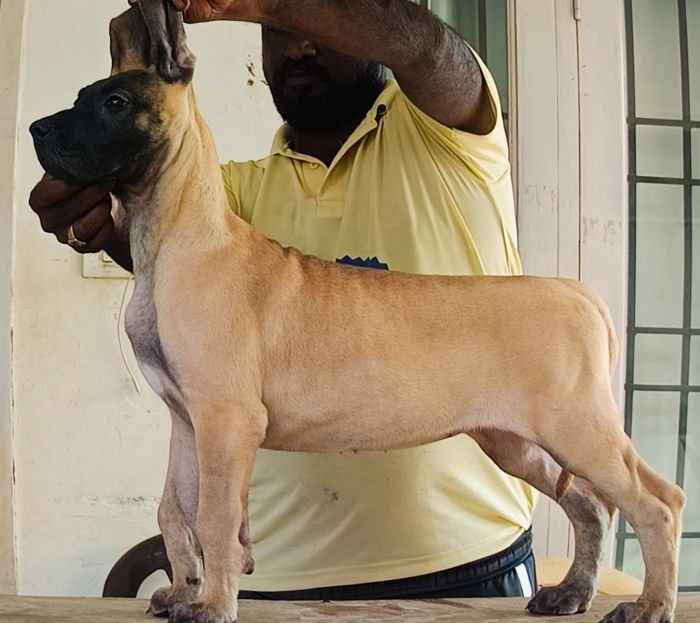 DogsIndia.com - Great Dane - Faithrot Kennels - Dr. Andrew