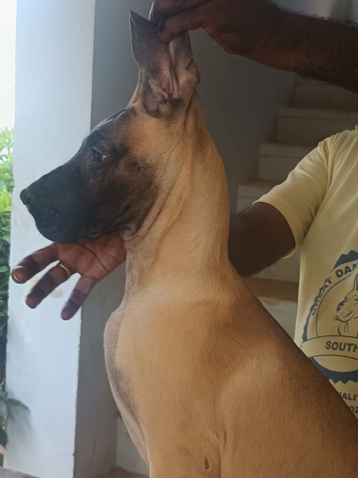 DogsIndia.com - Great Dane - Faithrot Kennels - Dr. Andrew