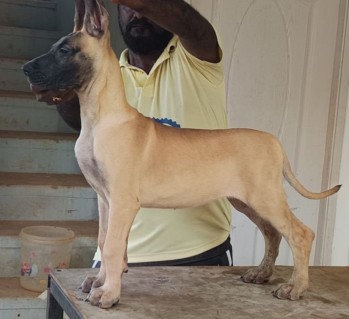 DogsIndia.com - Great Dane - Faithrot Kennels - Dr. Andrew