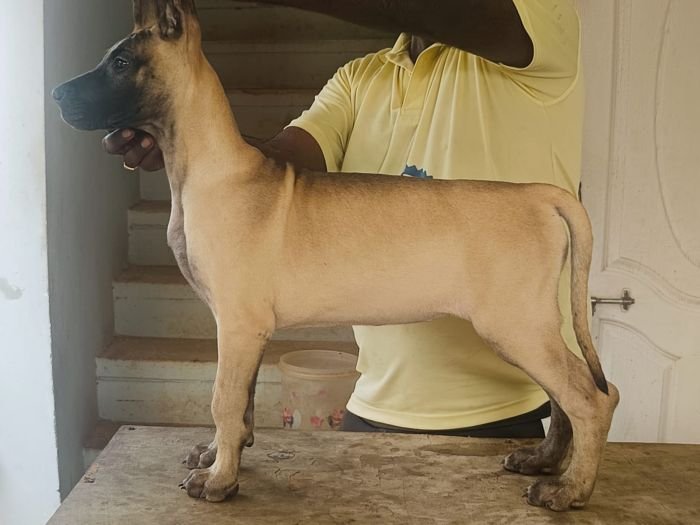 DogsIndia.com - Great Dane - Faithrot Kennels - Dr. Andrew