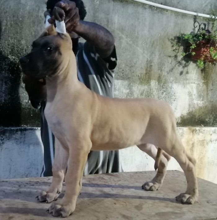 DogsIndia.com - Great Dane - Faithrot Kennels - Dr. Andrew