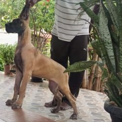 DogsIndia.com - Great Dane - Faithrot Kennels - Dr. Andrew