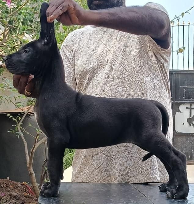 DogsIndia.com - Great Dane - Faithrot Kennels - Dr. Andrew