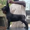 DogsIndia.com - Great Dane - Faithrot Kennels - Dr. Andrew