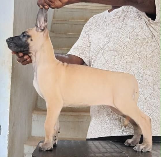 DogsIndia.com - Great Dane - Faithrot Kennels - Dr. Andrew