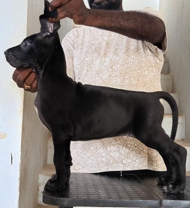 DogsIndia.com - Great Dane - Faithrot Kennels - Dr. Andrew