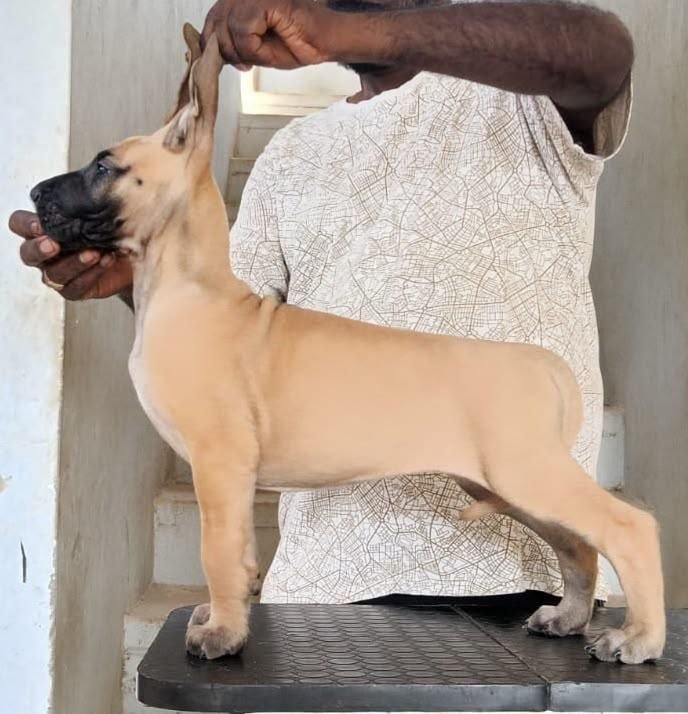 DogsIndia.com - Great Dane - Faithrot Kennels - Dr. Andrew