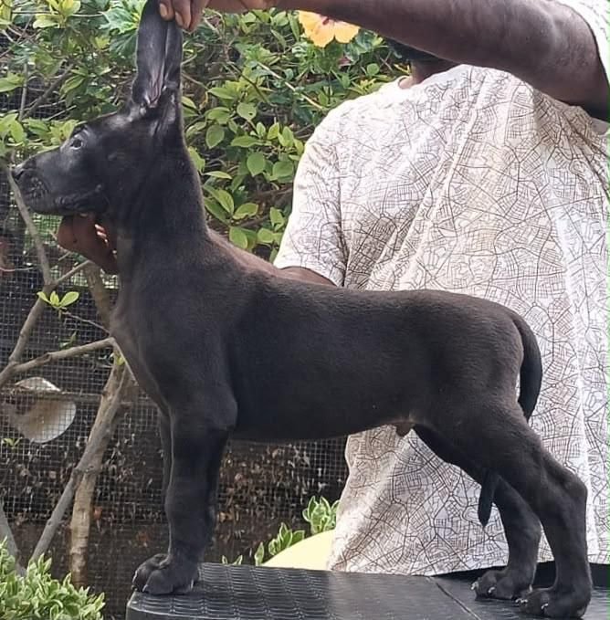 DogsIndia.com - Great Dane - Faithrot Kennels - Dr. Andrew