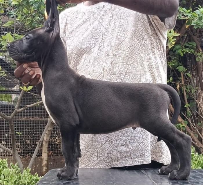 DogsIndia.com - Great Dane - Faithrot Kennels - Dr. Andrew