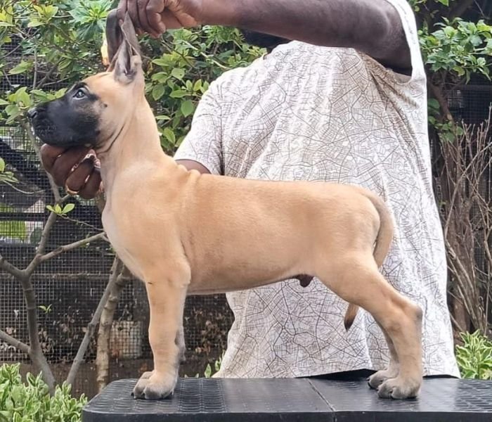 DogsIndia.com - Great Dane - Faithrot Kennels - Dr. Andrew
