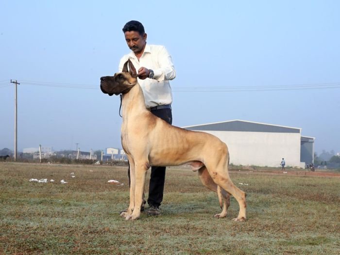 DogsIndia.com - Great Dane - Faithrot Kennels - Dr. Andrew