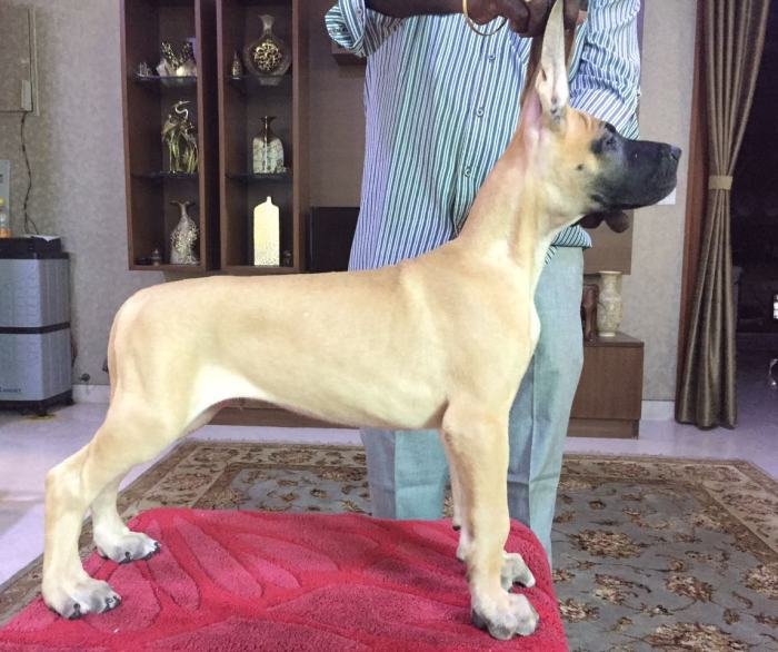 DogsIndia.com - Great Dane - Kalyana Sundaram