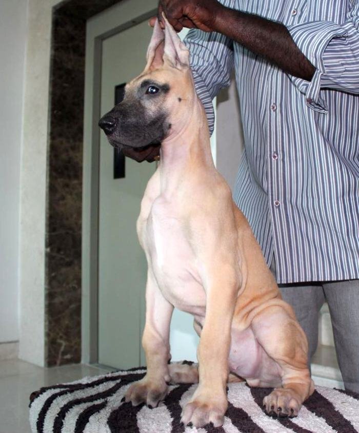 DogsIndia.com - Great Dane - Kalyana Sundaram