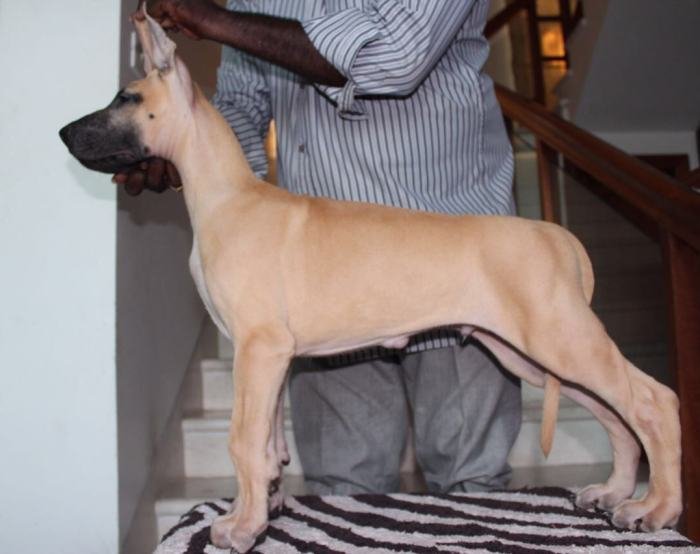 DogsIndia.com - Great Dane - Kalyana Sundaram