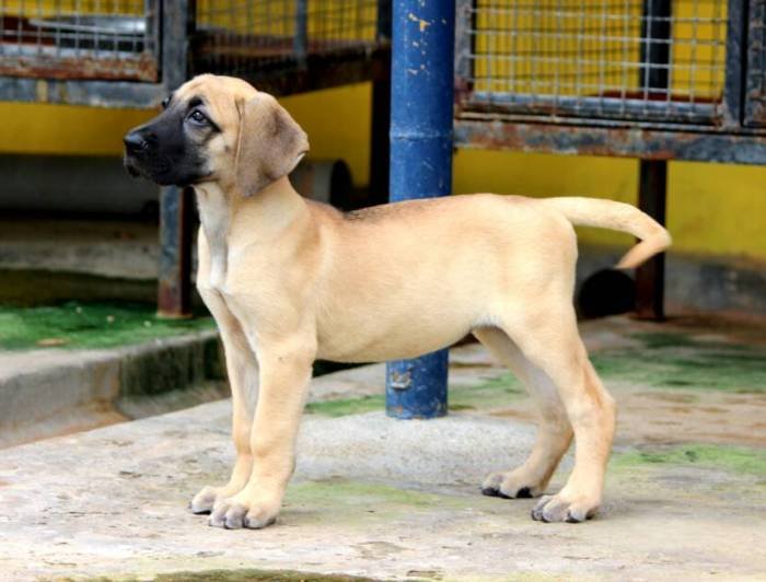 DogsIndia.com - Great Dane - Mayaa's Kennels