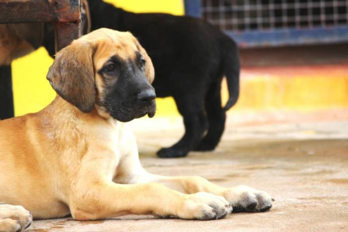 DogsIndia.com - Great Dane - Mayaa's Kennels