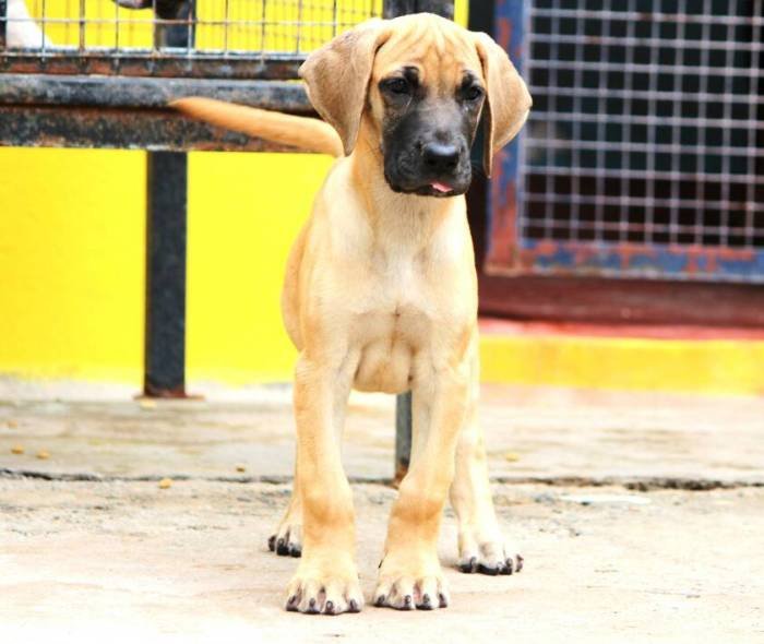 DogsIndia.com - Great Dane - Mayaa's Kennels