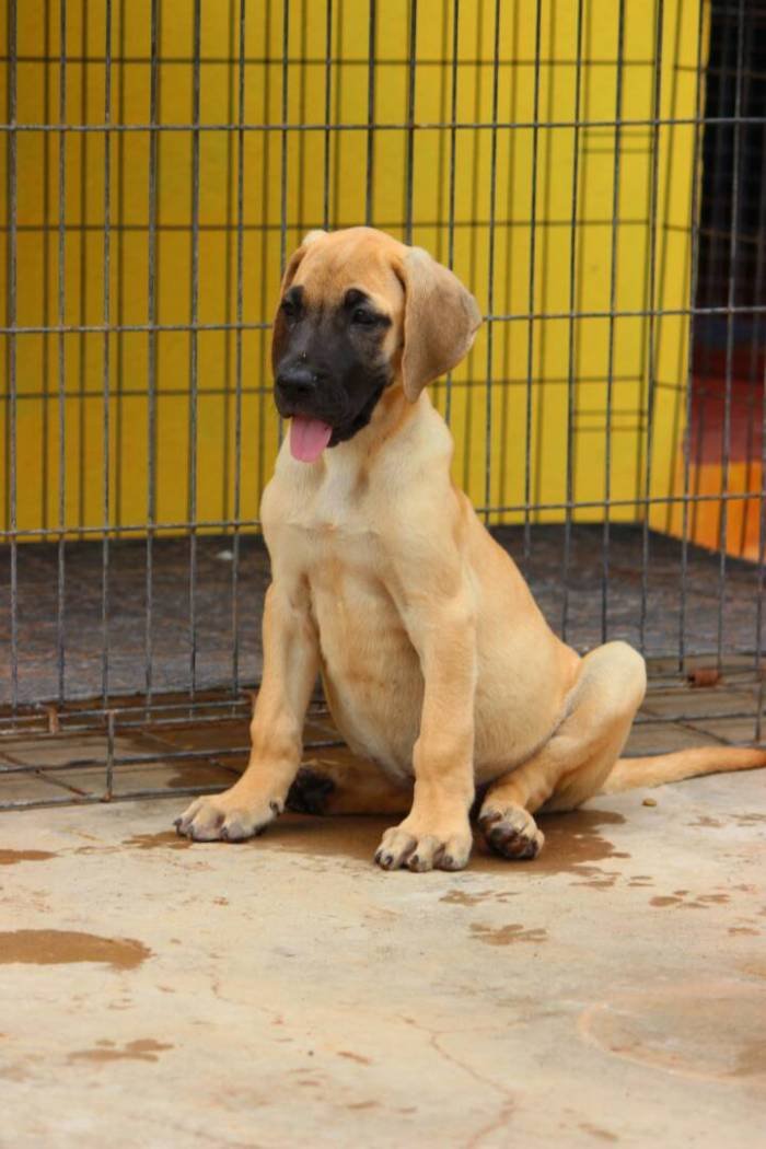 DogsIndia.com - Great Dane - Mayaa's Kennels
